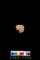 藏品(陶紡輪)的圖片