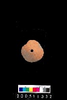 藏品(陶紡輪)的圖片