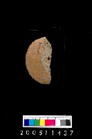 藏品(陶紡輪)的圖片