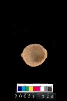 藏品(雙豎把陶杯)的圖片