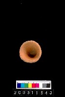 藏品(陶杯)的圖片