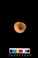 藏品(陶杯)的圖片