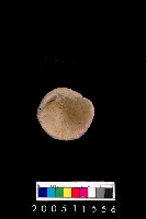 藏品(陶杯)的圖片