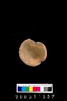 藏品(陶杯)的圖片