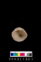 藏品(陶杯)的圖片