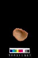 藏品(陶杯)的圖片