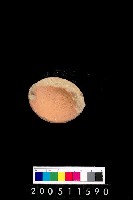 藏品(陶杯)的圖片