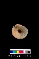 藏品(陶杯)的圖片