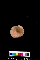 藏品(陶杯)的圖片