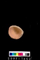 藏品(陶杯)的圖片