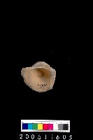 藏品(陶杯)的圖片