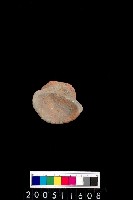 藏品(陶杯)的圖片