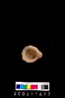 藏品(陶杯)的圖片