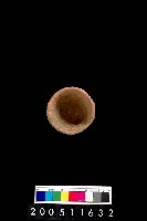 藏品(陶杯)的圖片