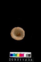 藏品(陶杯)的圖片