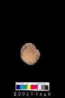 藏品(陶杯)的圖片