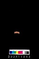 藏品(陶環)的圖片