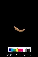 藏品(陶環)的圖片