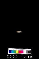 藏品(陶環)的圖片