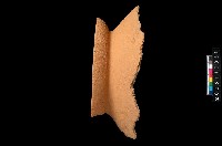 藏品(罐口緣)的圖片