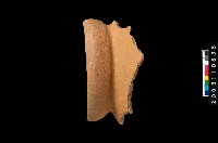 藏品(罐口緣)的圖片