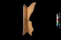 藏品(帶紋罐口緣)的圖片