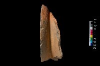 藏品(帶紋罐口緣)的圖片