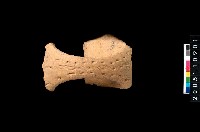 藏品(罐口緣)的圖片