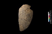 藏品(缽口緣)的圖片