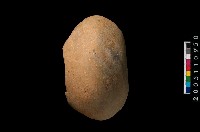 藏品(陶缽)的圖片