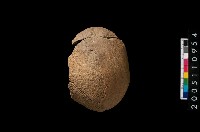 藏品(陶缽)的圖片