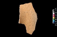 藏品(帶紋腹片)的圖片