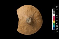 藏品(陶蓋)的圖片