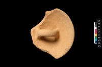 藏品(盆形蓋)的圖片