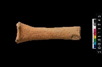 藏品(勺把)的圖片