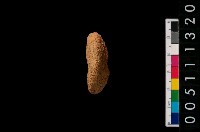 藏品(陶紡輪)的圖片