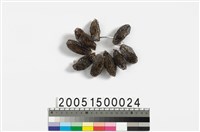 藏品(野蠶繭)的圖片