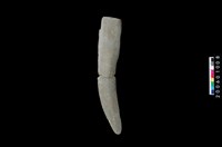 藏品(石鐮)的圖片