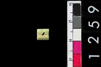 藏品(管珠)的圖片