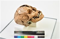 藏品(環狀玦形玉耳飾)的圖片