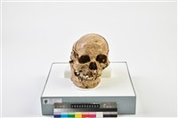 藏品(成年男性頭骨)的圖片