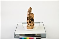 藏品(成年男性頭骨)的圖片