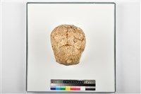 藏品(成人頭骨殘件)的圖片