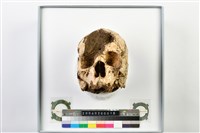 藏品(老年女性頭骨)的圖片