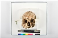 藏品(成年女性頭骨殘件)的圖片