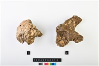 藏品(人頭骨殘件)的圖片