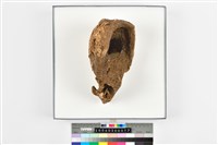 藏品(成年男性頭骨殘件)的圖片