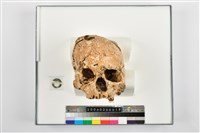 藏品(成年女性頭骨)的圖片