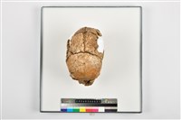 藏品(成年男性頭骨)的圖片