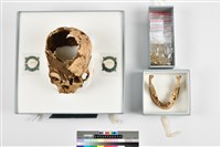 藏品(成年女性頭骨)的圖片